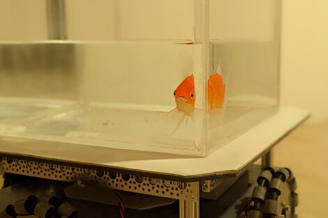 Peces dorados conducen un vehículo