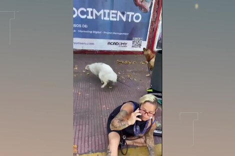 Atropelló a un paseador, mató a un perro e intentó escapar 