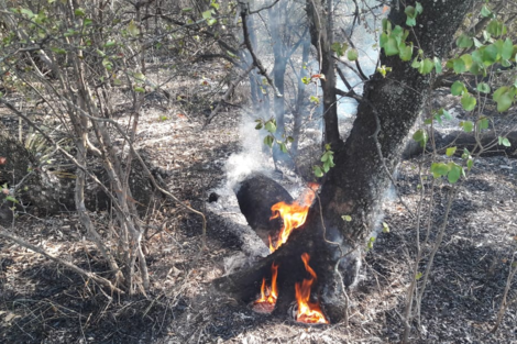 Llegaron brigadistas pero el incendio en Los Palmares sigue 