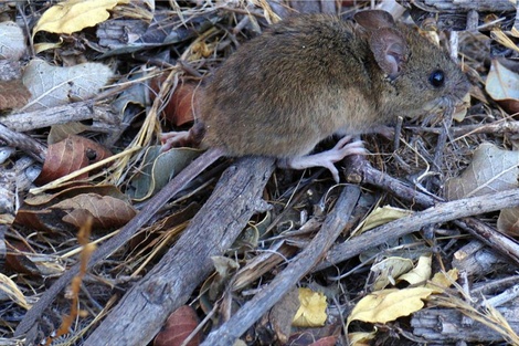 Confirman un caso de hantavirus en el Parque Nacional Los Alerces