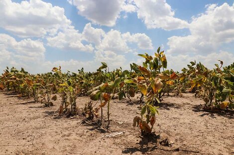 Un cultivo de soja castigado por la sequía.