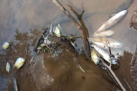 Mortandad de peces y agua verdosa en el río Salado