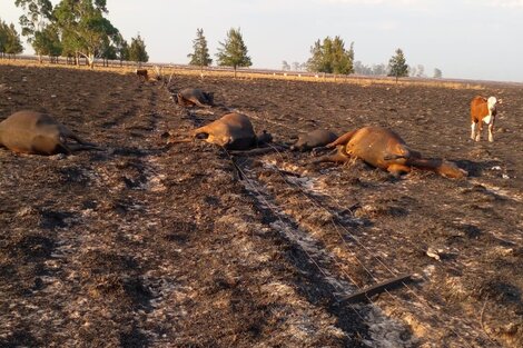 Las desoladoras imágenes de Corrientes bajo fuego