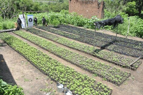 Allanan una finca que cultivaba miles de plantas de marihuana 