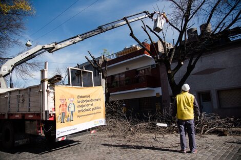 Un fallo ordena al GCBA suspender podas y extracciones en el arbolado público