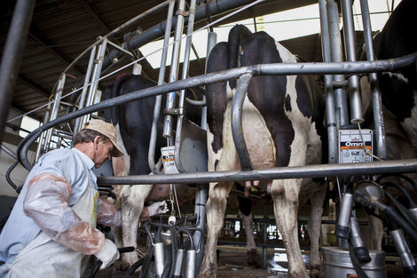 Crece la producción de leche