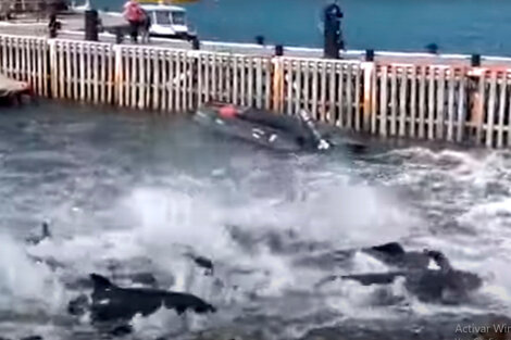 Decenas de toninas quedaron varadas en la bahía de Ushuaia