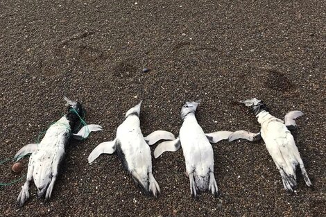 Chubut: hallan pingüinos muertos con signos de haber sido ahorcados con sogas