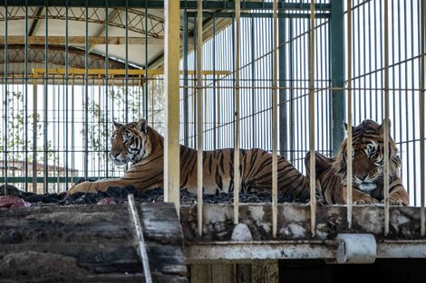 Cuatro tigres de bengala serán trasladados de San Luis a Sudáfrica