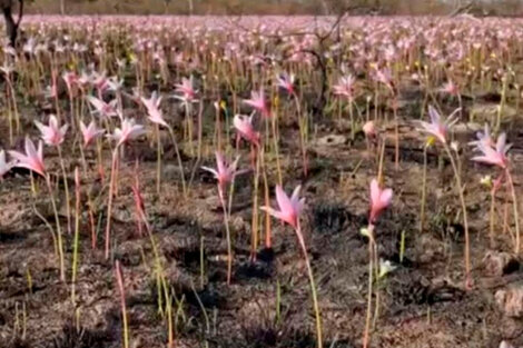 Tras el fuego y la lluvia, los Esteros del Iberá se llenaron de flores