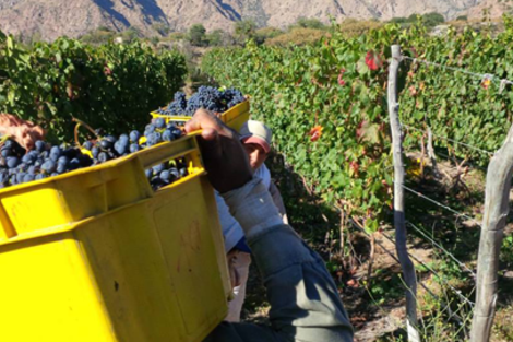 Una bodega de Cafayate no consigue recolectores para la cosecha