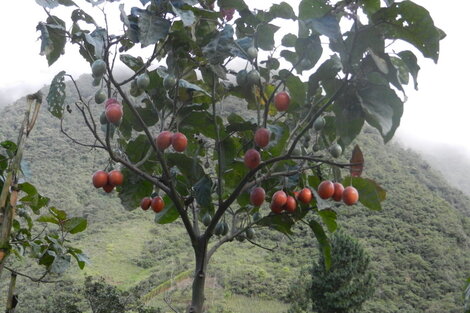 Chilto o tomate de árbol