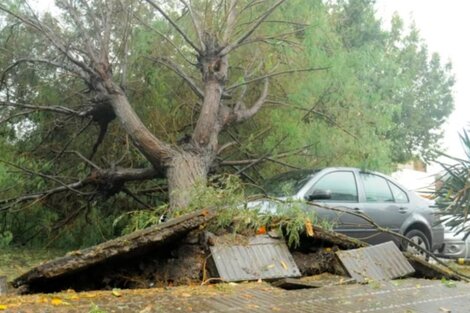 Un árbol caído sobre un auto, en Bahía Blanca.