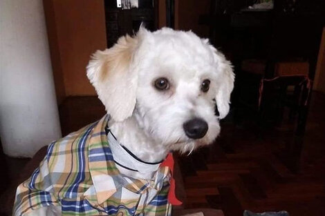 La historia de Luno, el perro que se encuentra retenido en un aeropuerto  y corre peligro de muerte