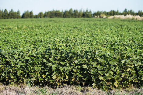 El año pasado el gobierno le cobró 9104 millones de dólares por derechos de exportación al complejo agroindustrial.