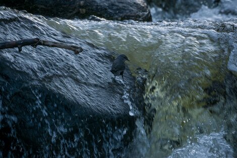 Mirlo de agua: un ave fascinante de los ríos del norte argentino