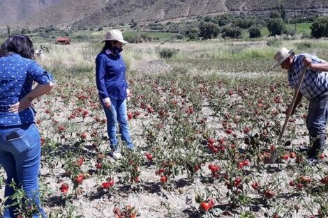 Declararon la emergencia agropecuaria para Cachi