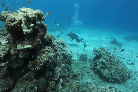 La Unesco va al rescate de los arrecifes coralinos