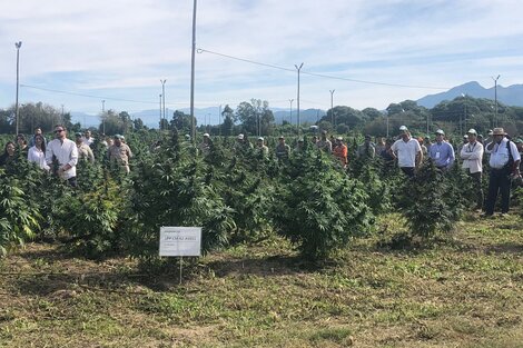 Inició la cosecha de cannabis medicinal