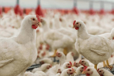 Gripe aviar: Francia sacrifica 16 millones de aves de corral