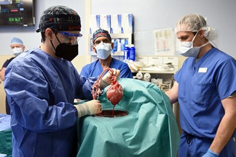 Murió el hombre que recibió un trasplante con corazón de cerdo. Fue realizado por la Facultad de Medicina de la Universidad de Maryland. Foto: gentileza de la University of Maryland School of Medicine (UMSOM)