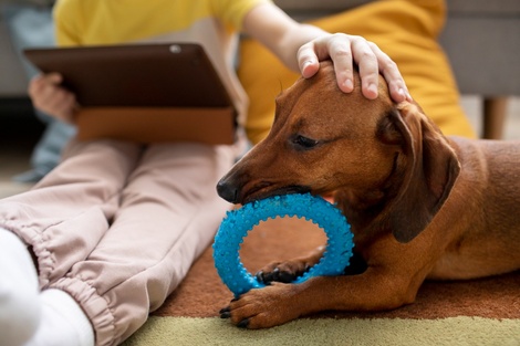 Hepatitis infantil aguda: investigan un posible vínculo con perros