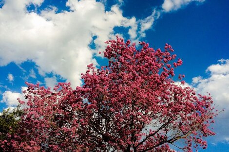 Todavía hay descanso en los lapachos florecidos en los parques de Rosario.