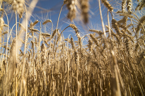 Trigo HB4: Estado o Monsanto esa es la cuestión