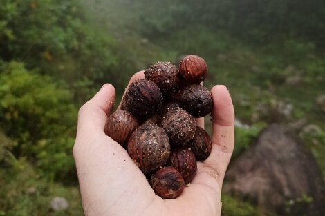 Nueces criollas.