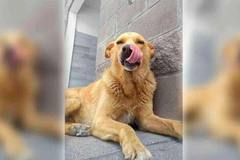 “Rubio” era un perro callejero que vivía en una estación de servicio, a quien los vecinos alimentaban y cuidaban. Imagen: Facebook "Soy Rubio, el perro", creado a raíz del caso.