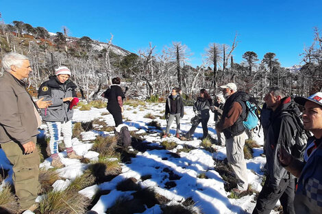 Proyecto Pehuén: paliar las consecuencias del cambio climático