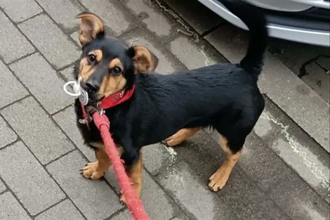 El perro "Coco" termina la cuarentena en el Aeropuerto de Ezeiza y este jueves viaja a Córdoba con sus dueños