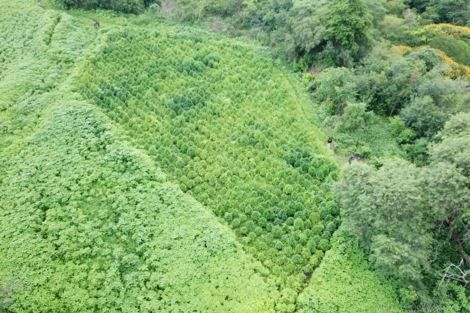 Salta: otros 4 imputados por la plantación de marihuana en La Caldera