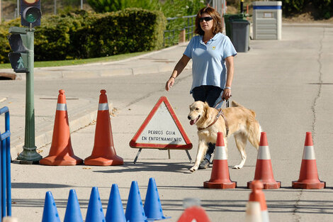 Perros de asistencia: ¿cómo se seleccionan y entrenan estos animales tan singulares?