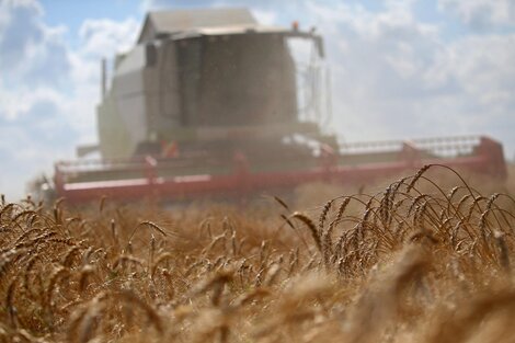 ¿Cuánto gas de efecto invernadero emite la agroindustria triguera?