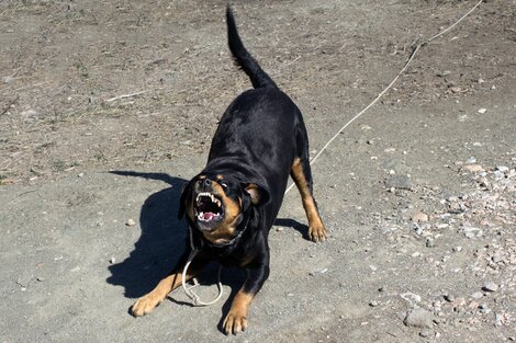 Salta: una beba quedó en terapia intensiva  tras ser atacada por un rottweiler 