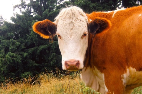 Misiones: un municipio pide a sus vecinos que no coman carne faenada de un ternero enfermo con rabia