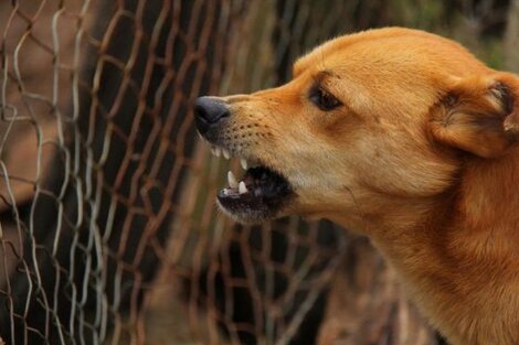 Beba de un año en terapia intensiva tras ser mordida por su mascota