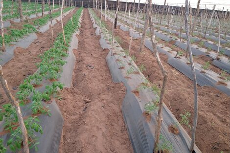 Piden que se prohíba el uso de un herbicida en Salta 