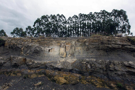 Descubren un bosque fosilizado de 290 millones de años en Brasil