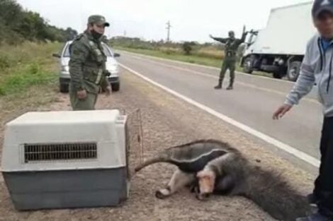 Rescatan a un oso hormiguero que había sido chocado por un vehiculo