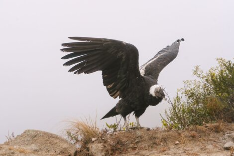 La importancia de las aves carroñeras 