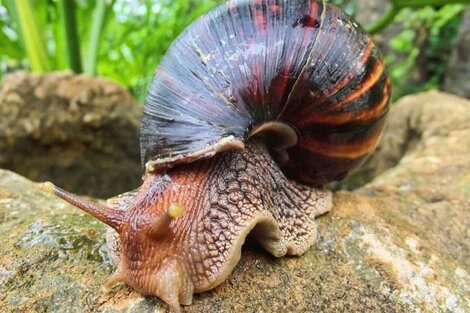 Los caracoles gigantes africanos son portadores de un parásito llamado gusano pulmonar de rata que causa meningitis. Foto: EFE. 