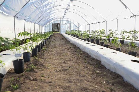 Se plantaron 200 ejemplares de Cannabis Sativa L para comenzar los primeros ensayos.