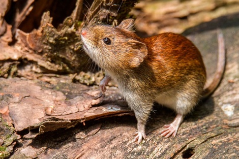 Una niña de ocho años murió por hantavirus en Chubut