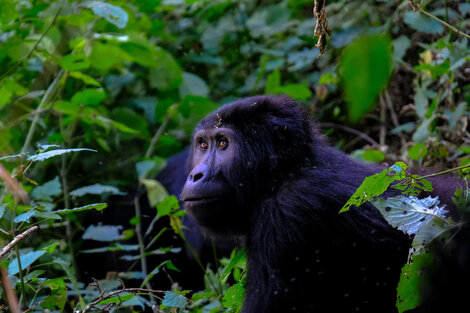 La evolución del oído, clave para fechar la aparición de animales de sangre caliente