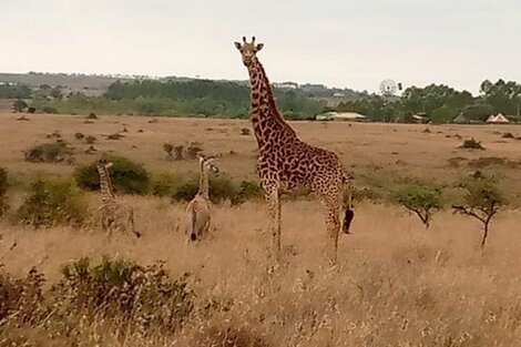 "Damos la bienvenida a los recién nacidos con amor", dijo el ministro de Fauna. Foto: Twitter/Najib Balala.