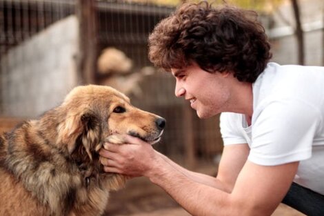 Miles de perros están en albergues esperando que una familia le abra las puertas de su casa. (Foto: Pixabay)