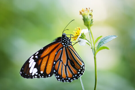 La mariposa monarca entra por primera vez a la lista roja de especies en peligro de extinción 