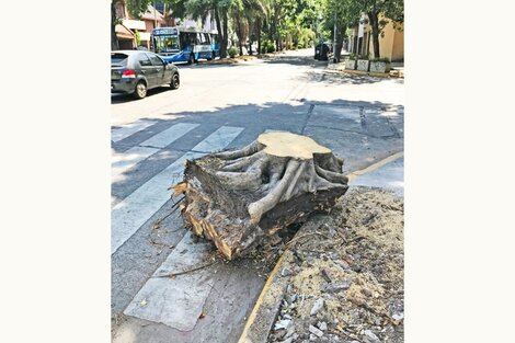 Villa Devoto: denuncian "zona verde liberada" para la extracción y mutilación de árboles